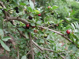 Image of Feretia apodanthera Delile