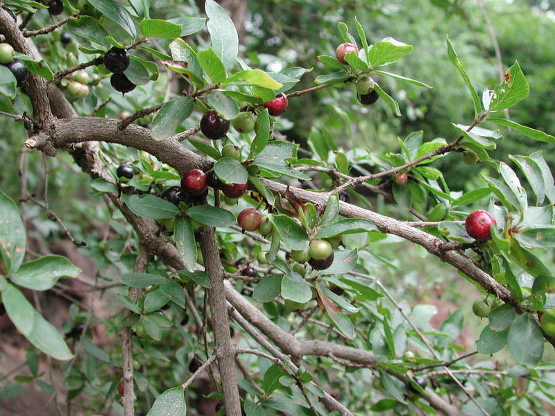 Image de Feretia apodanthera Delile