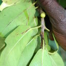 Ficus craterostoma Warb. ex Mildbr. & Burr.的圖片