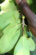 Imagem de Ficus craterostoma Warb. ex Mildbr. & Burr.