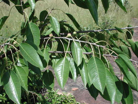 Image of Ficus cordata Thunb.