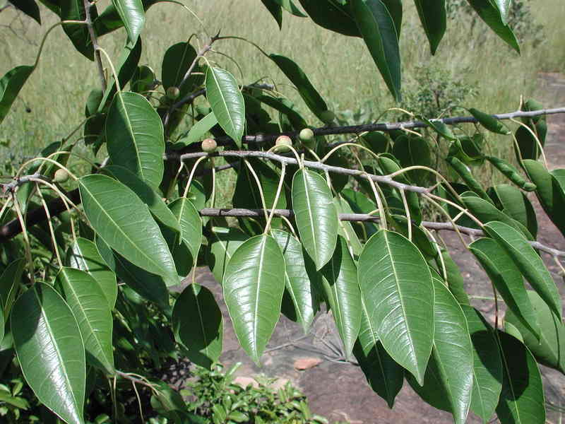 Image of Ficus cordata Thunb.