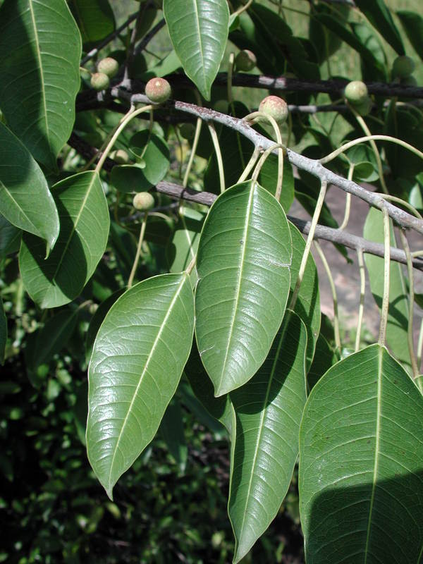 Image of Ficus cordata Thunb.