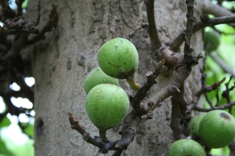 Image of Broom-cluster fig