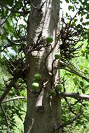 Image of Broom-cluster fig