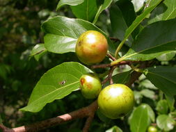 Sivun Flacourtia indica (Burm. fil.) Merr. kuva