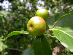 Sivun Flacourtia indica (Burm. fil.) Merr. kuva