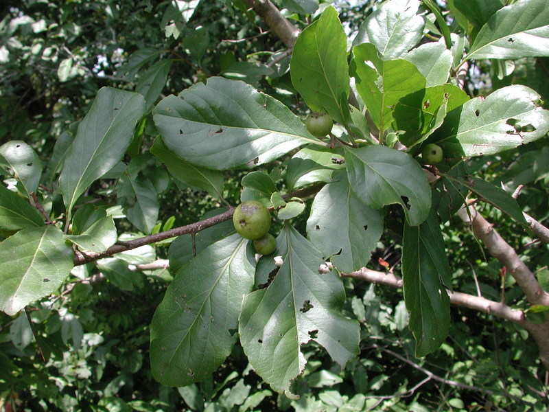 Image of governor's plum