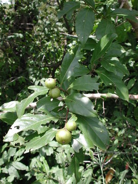 Image of governor's plum