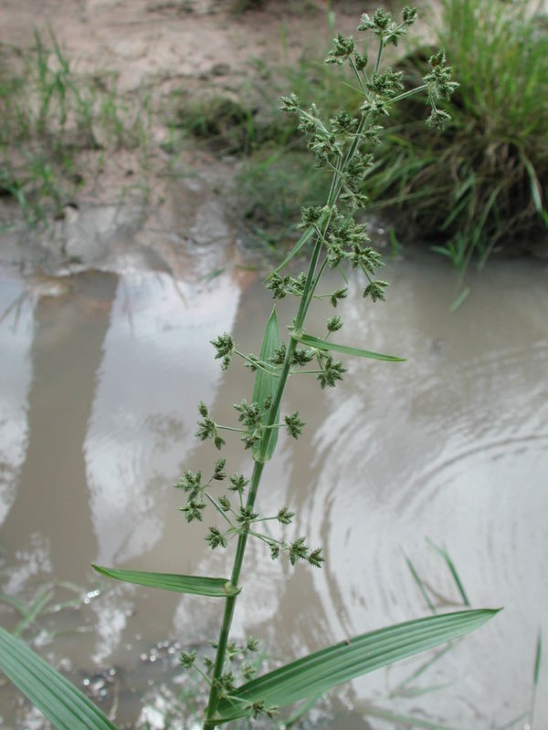 Imagem de Fuirena umbellata Rottb.