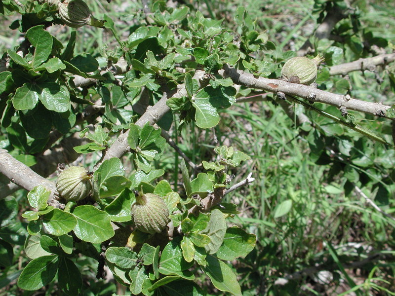 Plancia ëd Gardenia aqualla Stapf & Hutch.