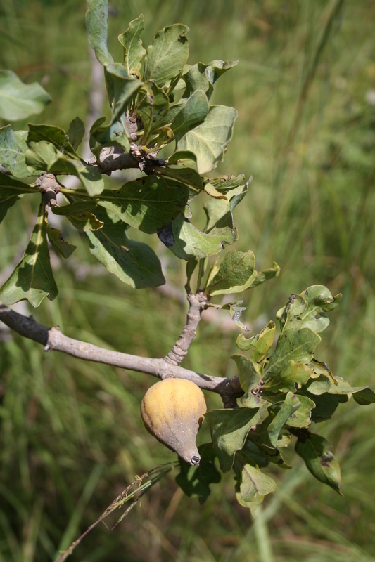 Image of Gardenia erubescens Stapf & Hutch.