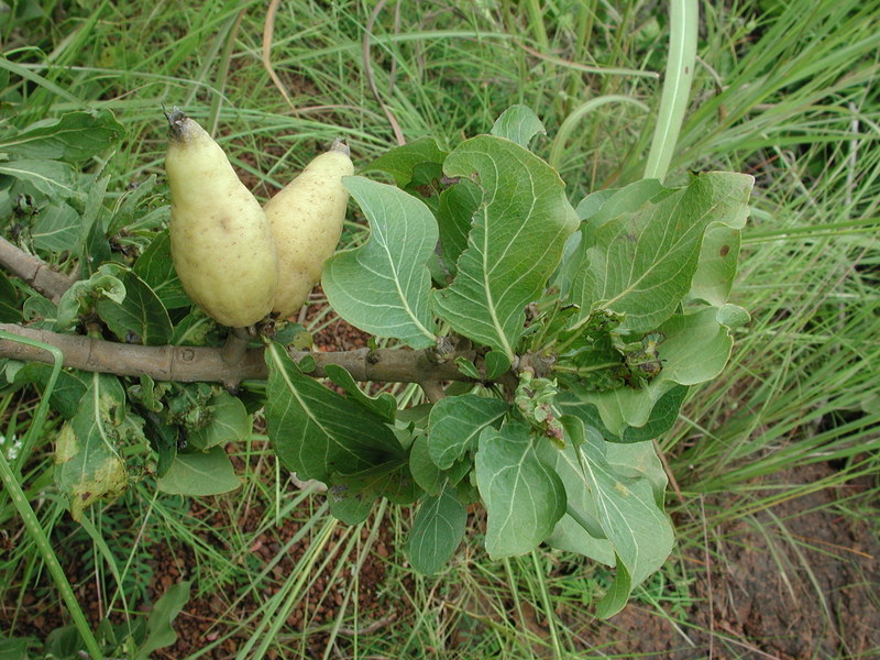 Image of Gardenia erubescens Stapf & Hutch.