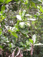 Image of Gardenia imperialis K. Schum.