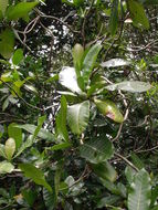 Image de Gardenia imperialis K. Schum.