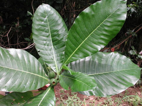 Image of Gardenia imperialis K. Schum.