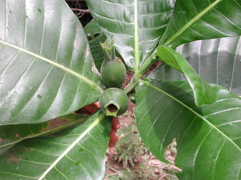 Image de Gardenia imperialis K. Schum.