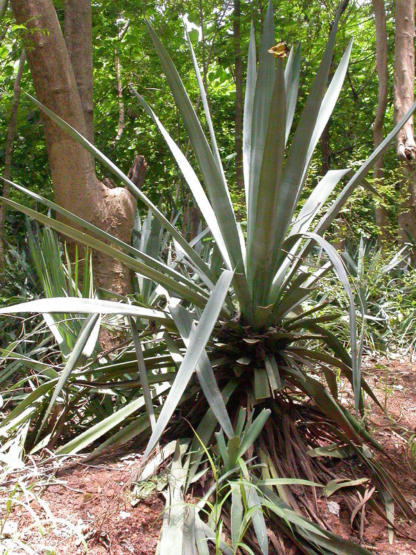 Plancia ëd Agave sisalana Perrine