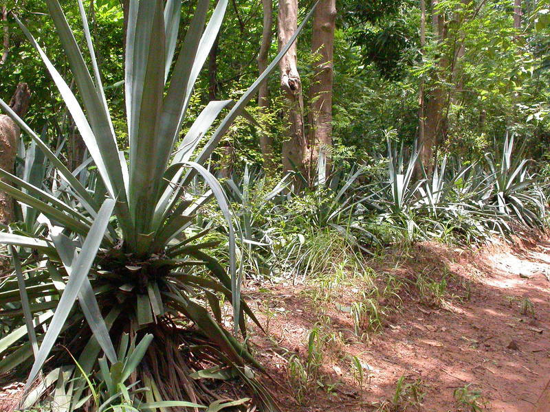 Plancia ëd Agave sisalana Perrine