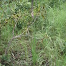 Sivun Gladiolus gregarius Welw. ex Baker kuva