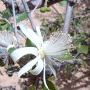Image de Grewia tenax (Forsk.) Fiori