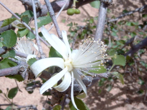 Image of Small-leaved white raisin