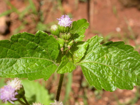 Imagem de Ageratum conyzoides L.