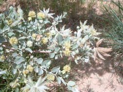 Sivun Guiera senegalensis J. F. Gmel. kuva