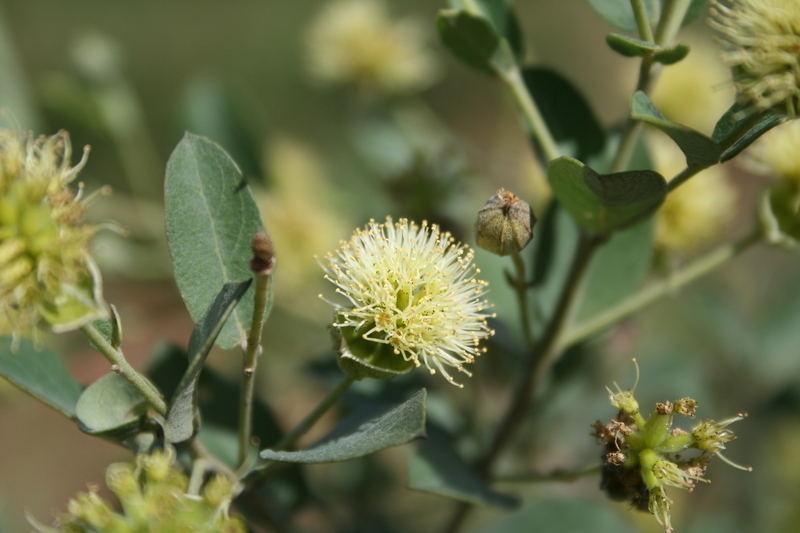 Sivun Guiera senegalensis J. F. Gmel. kuva