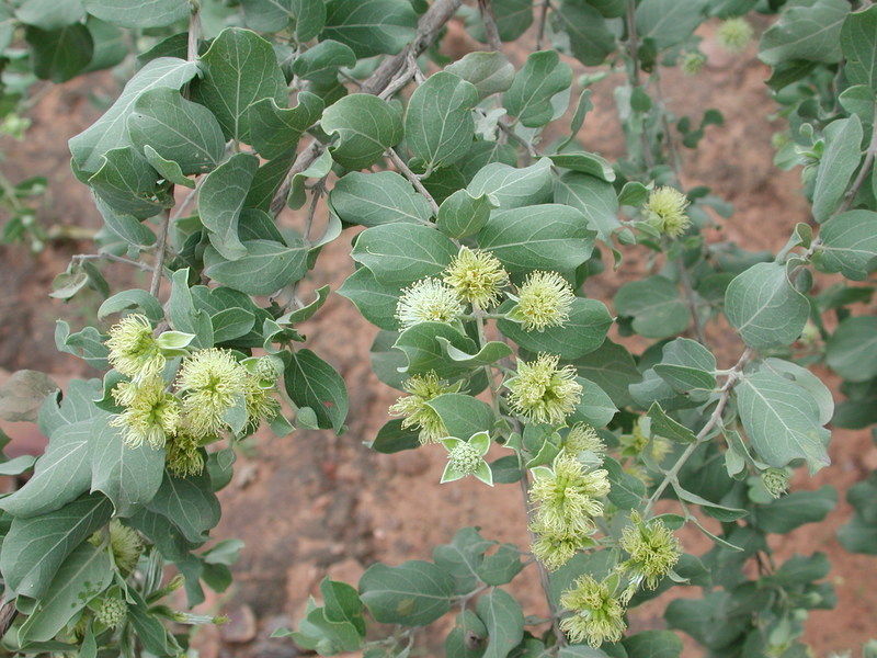 Слика од Guiera senegalensis J. F. Gmel.