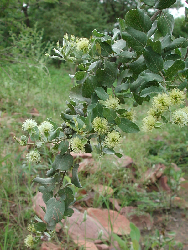 Sivun Guiera senegalensis J. F. Gmel. kuva