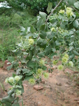 Image of Guiera senegalensis J. F. Gmel.