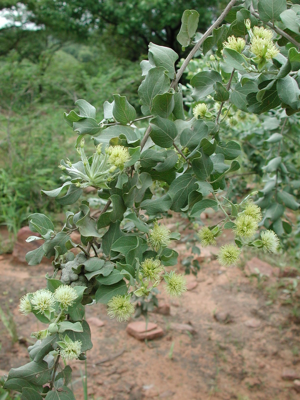 Sivun Guiera senegalensis J. F. Gmel. kuva