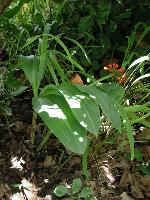 Image of Katherine Blood-lily