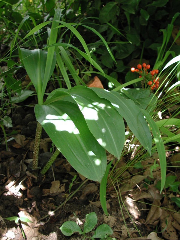 Image of Katherine Blood-lily