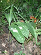 Image of Katherine Blood-lily