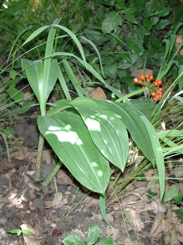 Image of Katherine Blood-lily