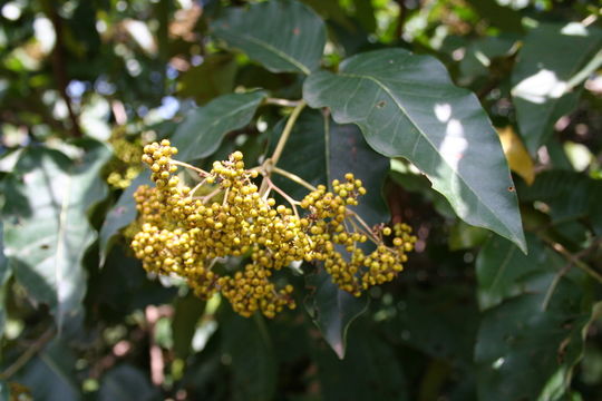 Image of Orange-milk tree