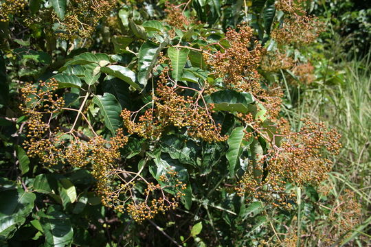 Image of Orange-milk tree