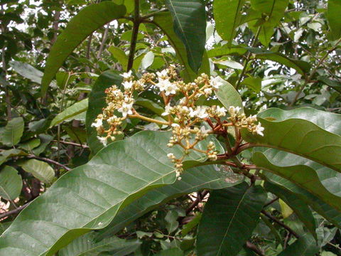 Image of Orange-milk tree