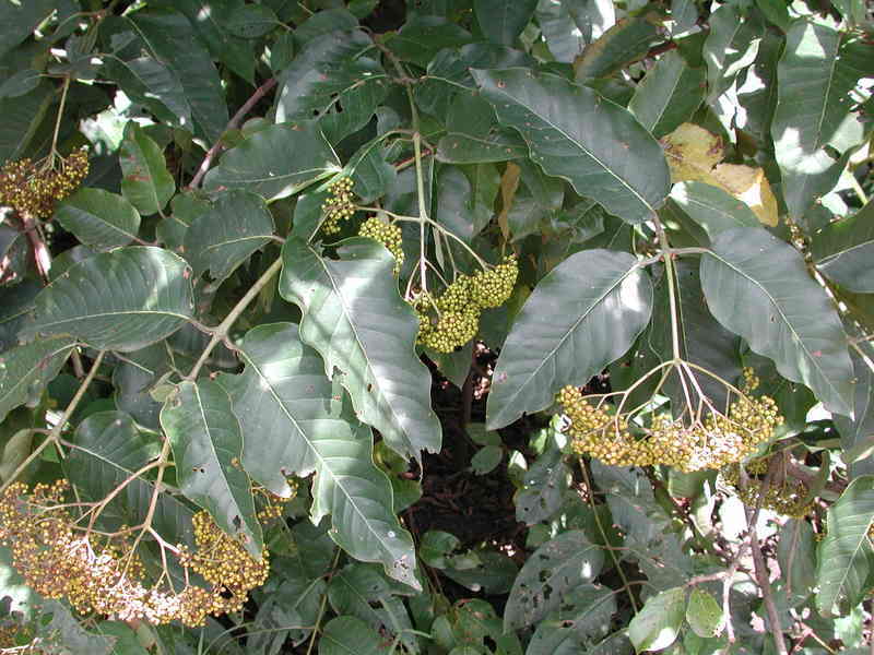 Image of Orange-milk tree