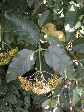 Image of Orange-milk tree