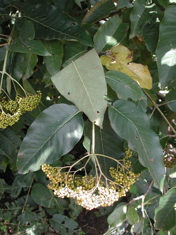 Image of Orange-milk tree