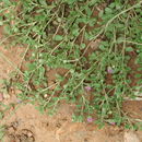 Image of Herderia truncata Cass.