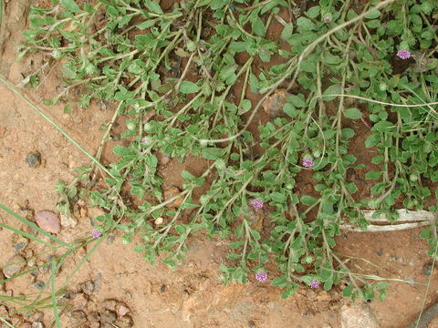 Plancia ëd Herderia truncata Cass.