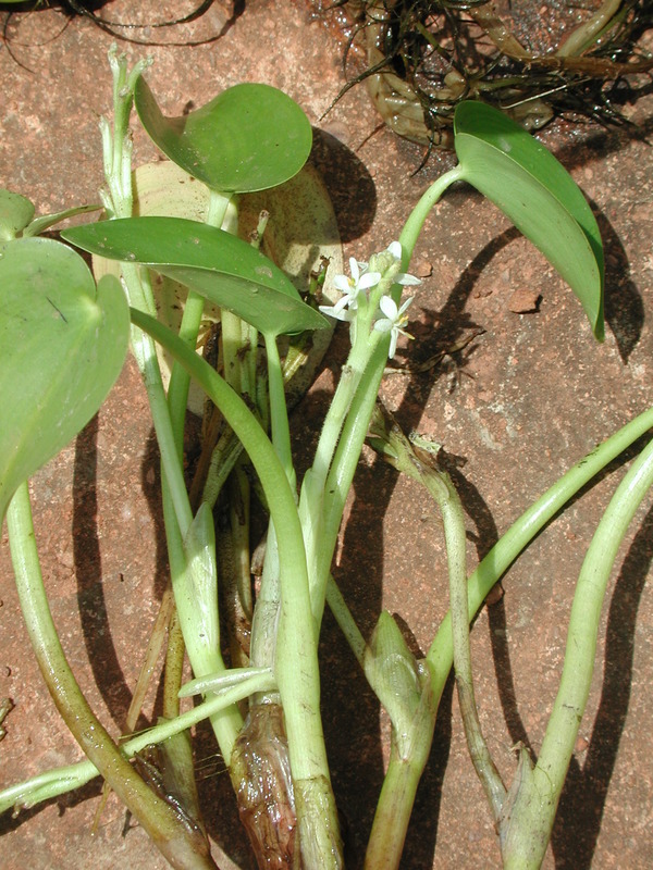 Image of Heteranthera callifolia Rchb. ex Kunth