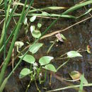 Image of Heteranthera callifolia Rchb. ex Kunth