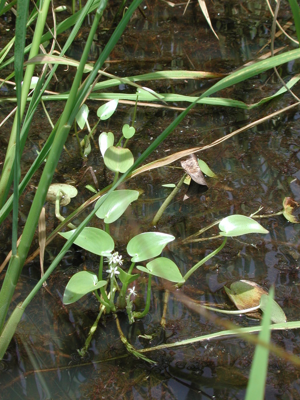 Image of Heteranthera callifolia Rchb. ex Kunth