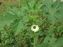 Image of okra