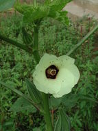 Image of okra